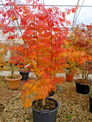 Acer palmatum kogane - kogane, nishiki
