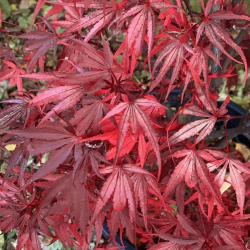 Acer palmatum shaina - acer,