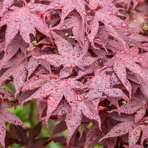 Acer hime shojo dwarf japanese - acer,