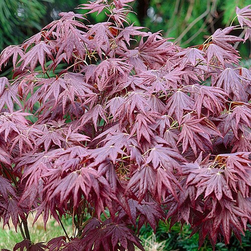 Acer palmatum atropurpureum - acer,
