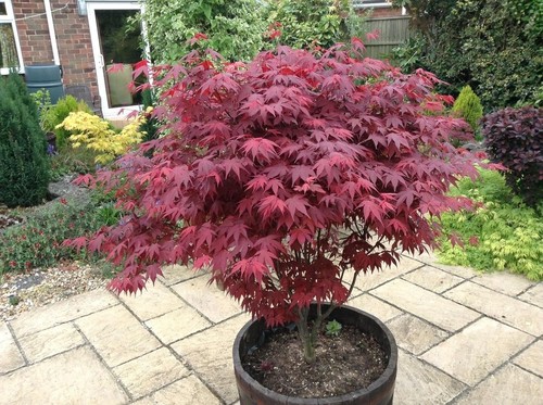 Acer atropurpureum - 1, x