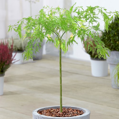 Acer dissectum tree - tree, japanese