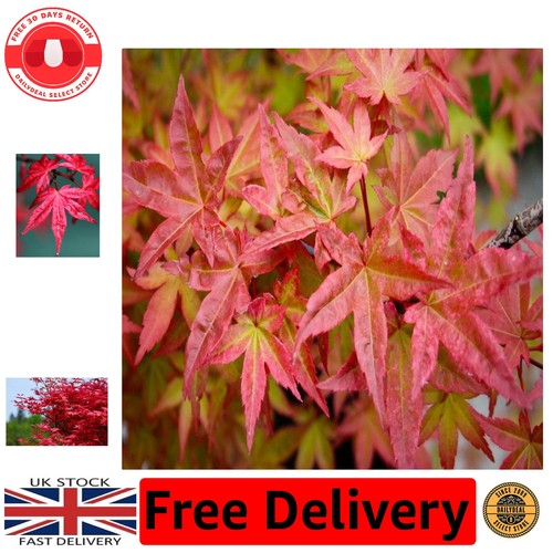 Vibrant acer palmatum beni - palmatum,
