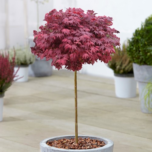 Acer hime shojo tree japanese - tree,
