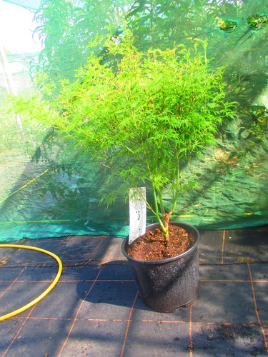 40inch japanese - 40inch, (inc.
