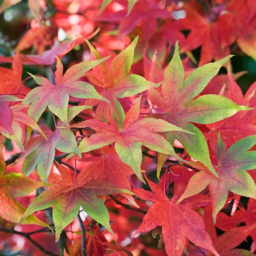 Acer palmatum osakazuki - acer,