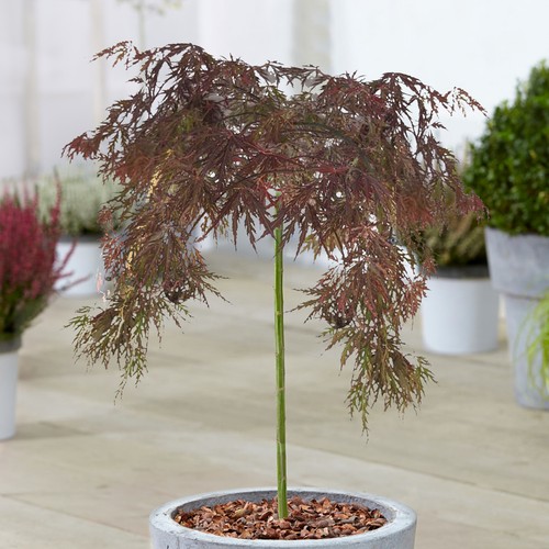 Acer inaba shidare tree - shidare,