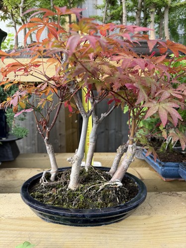 Japanese maple - maple, (forest