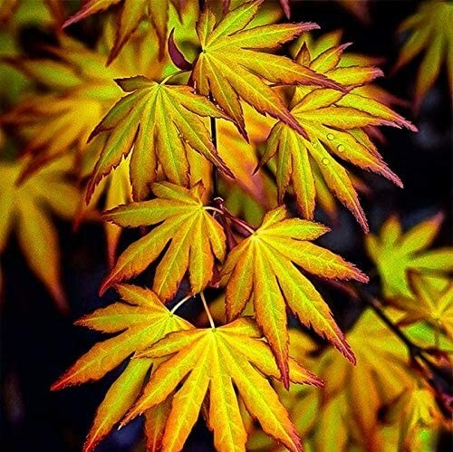 Acer palmatum katsura - acer, 'katsura'