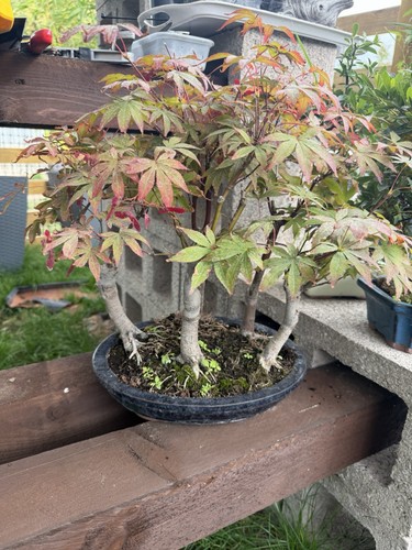 Japanese maple - (forest, acer)