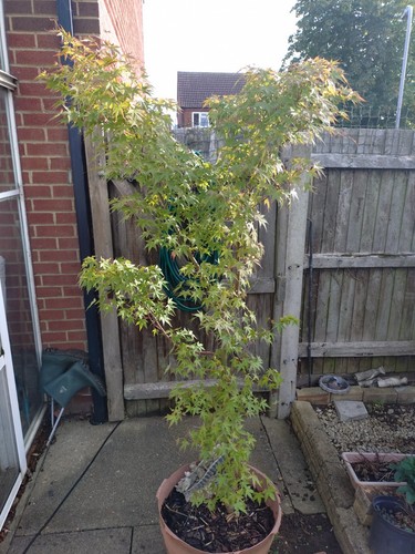 7ft potted japanese maple - , acer