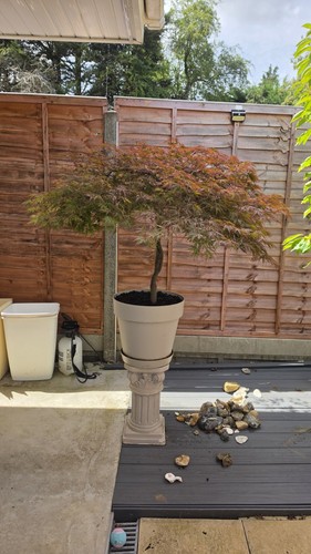 Acer japanese maple tree - acer,
