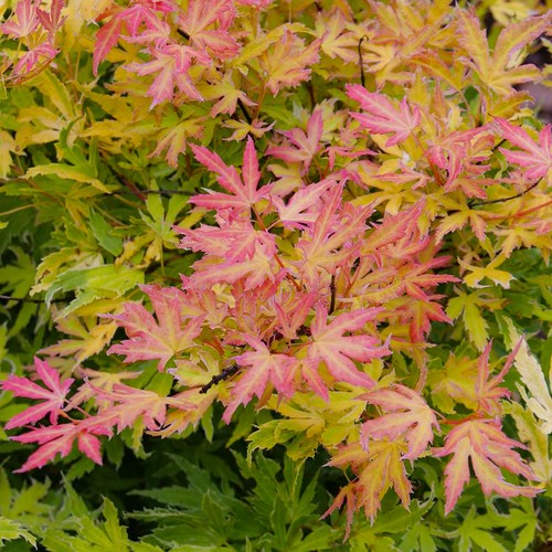 Acer metamorphosa japanese - acer,