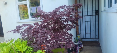 Japanese maple acer - japanese, tree