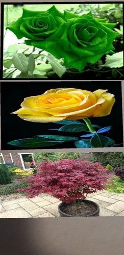 Seeds japanese red maple - 20,