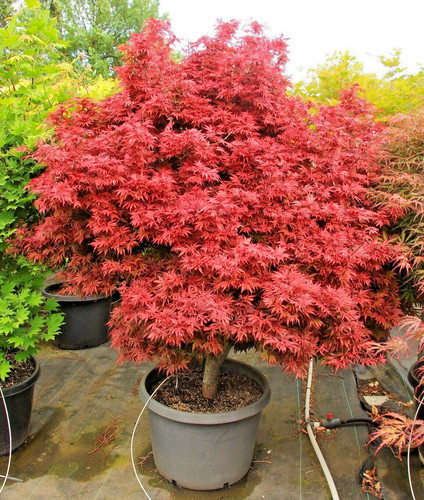 Acer palmatum shaina japanese - palmatum,