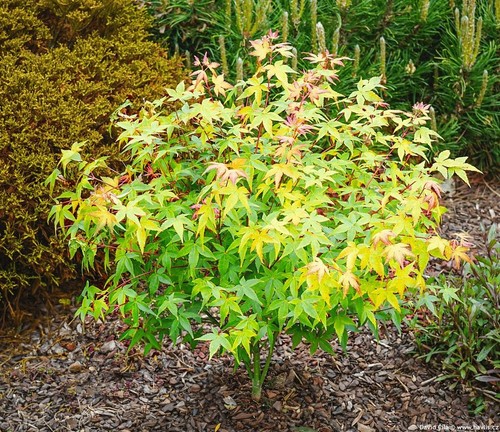 Acer palmatum little princess - acer,