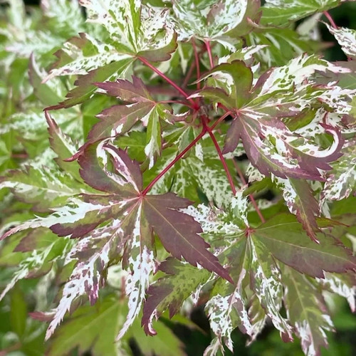 Acer palmatum tsura mai - acer,