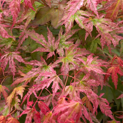 Acer palmatum phoenix - acer, 'phoenix'