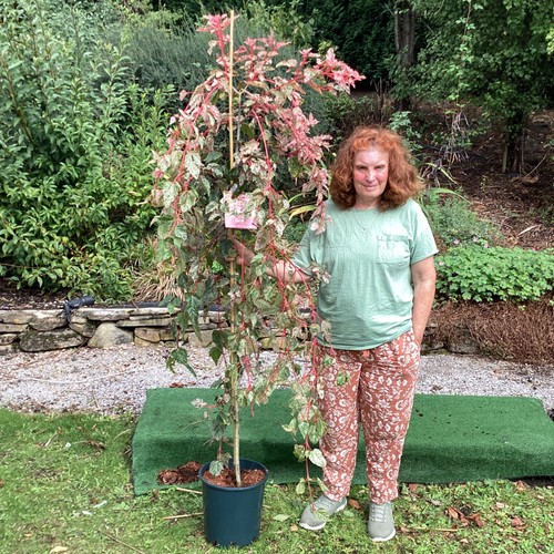 Acer red flamingo ornamental - acer,