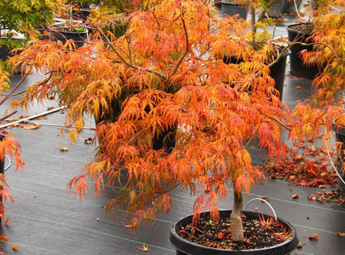 Acer tree orange lace new - acer,