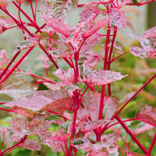 Acer red flamingo tree - acer,