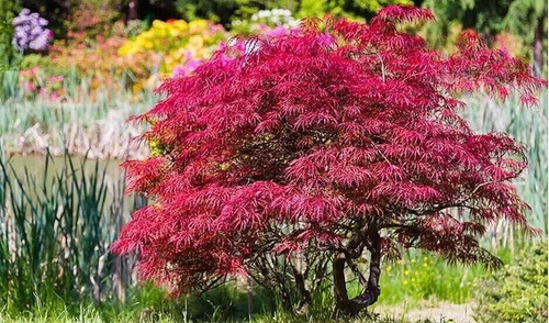 Dwarf acer palmatum japanese - palmatum,