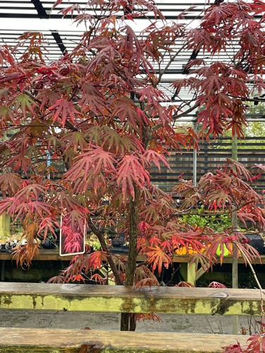Acer palmatum linearilobum