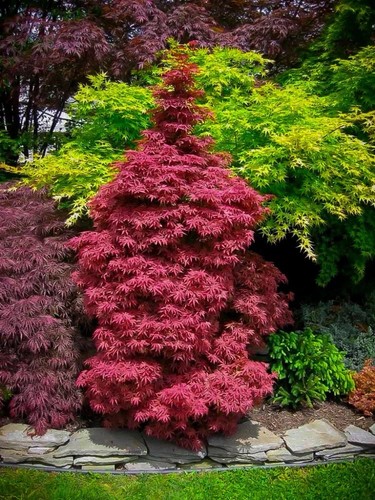 Acer palmatum skeeter s - acer, ‘skeeter’s