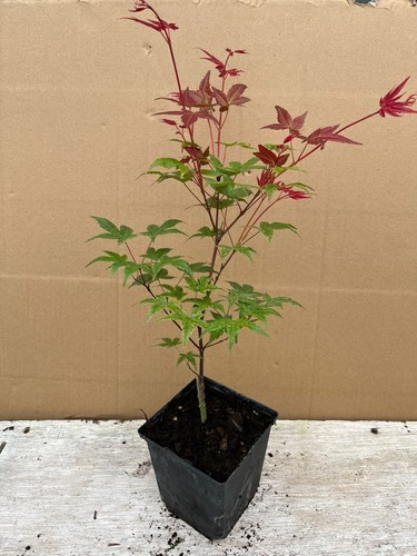 Acer palmatum shindeshojo - acer,
