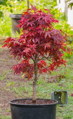 Acer tree japanese maple - tree,