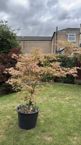 Deshonjo maple tree - maple,