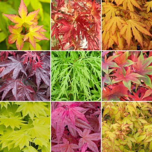 Acer trees japanese - acer,