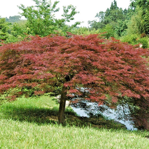 Acer palmatum zokumei rare - zokumei,