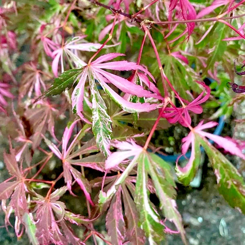 Acer palmatum liliane - acer,