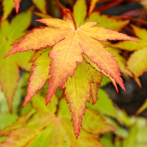 Acer palmatum summer - summer, gold