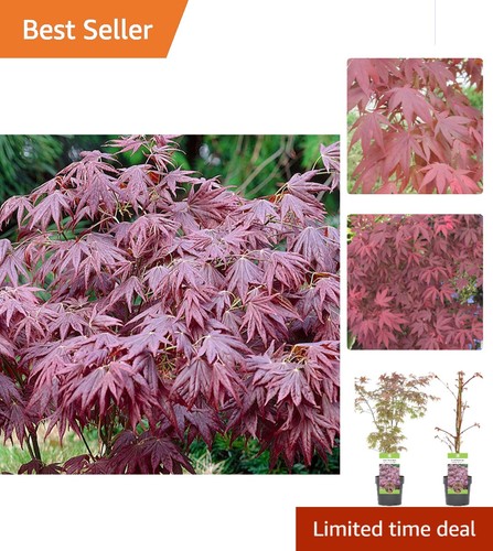 Vibrant acer palmatum 40cm - vibrant,