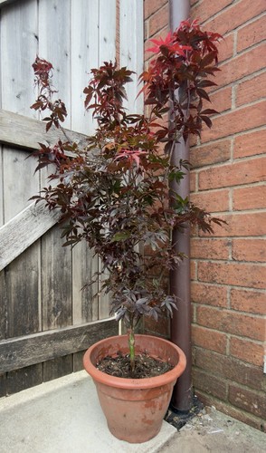 100cm acer palmatum - 100cm, skeeters