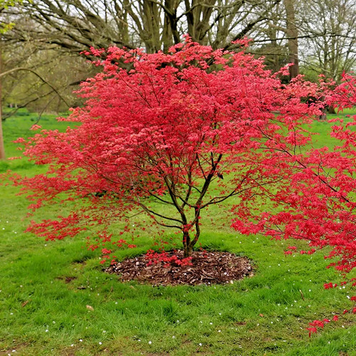 Acer palmatum beni - acer, maiko
