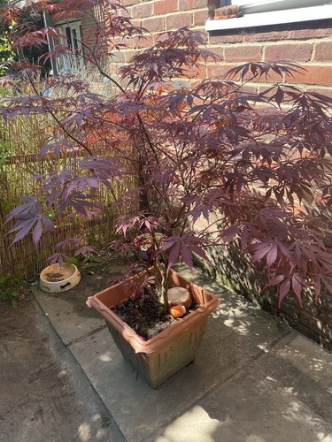 Acer tree large - tree, mature
