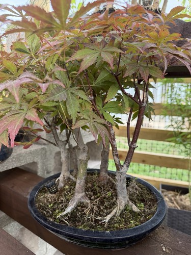 Japanese maple acer - maple,
