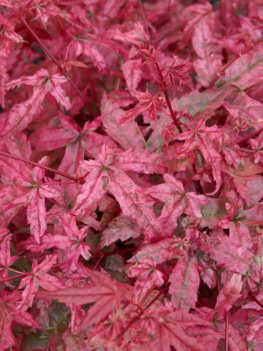 Acer palmatum beni maiko - palmatum, ‘beni-maiko’
