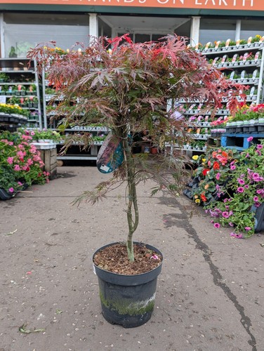 Acer palmatum hardy - acer,