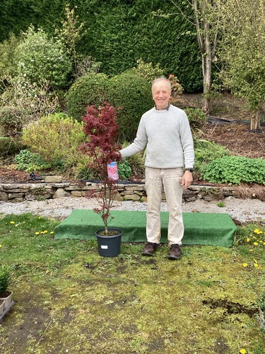 Acer palmatum skeeter s - acer, skeeter's