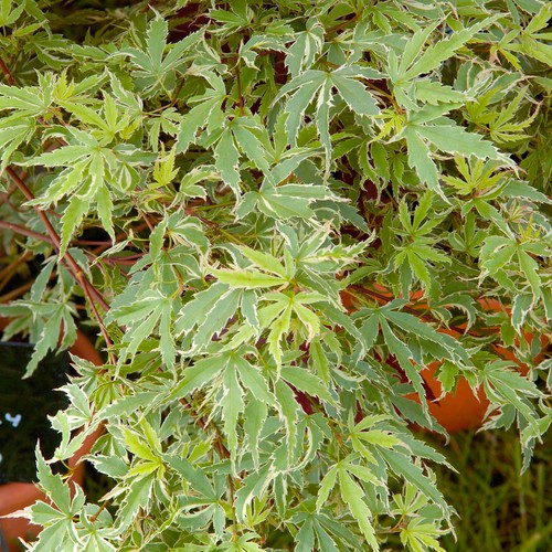Acer palmatum butterfly - acer,