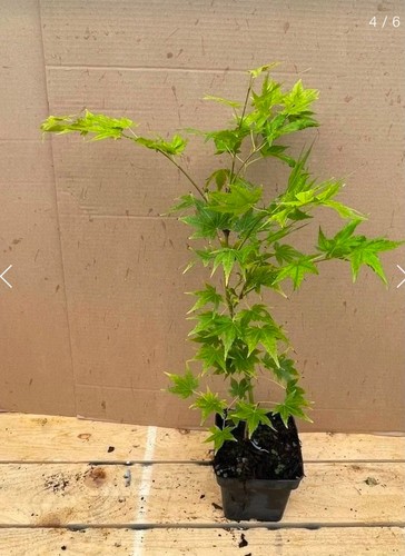 Acer palmatum sango kaku - palmatum,