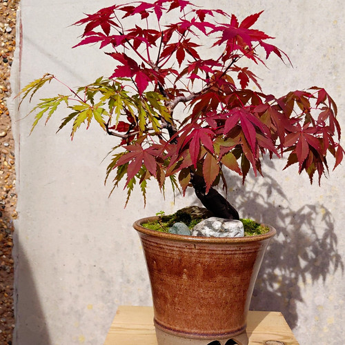 Japanese maple bonsai acer - maple,