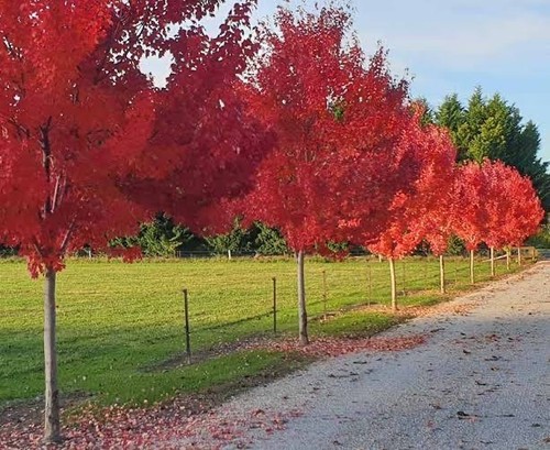 Japanese maple acer - 1x,