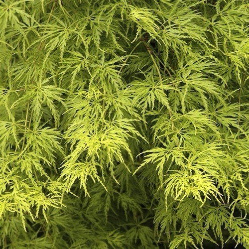 Acer palmatum seiryu - palmatum, –