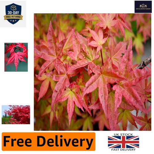 Acer palmatum beni - palmatum,